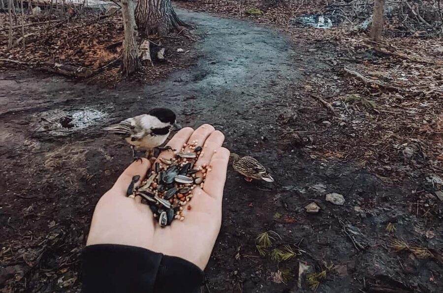 Ottawa: Guided Nature Walk & Wildlife Tour with Hotel Pickup - Walking beside water and through the trees