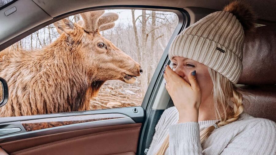 Ottawa: Private Parc Omega Wildlife Safari – Winter Magic - Key points at a glance