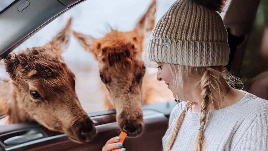 Ottawa: Private Parc Omega Wildlife Safari – Winter Magic - Feeding deer and elk from the car