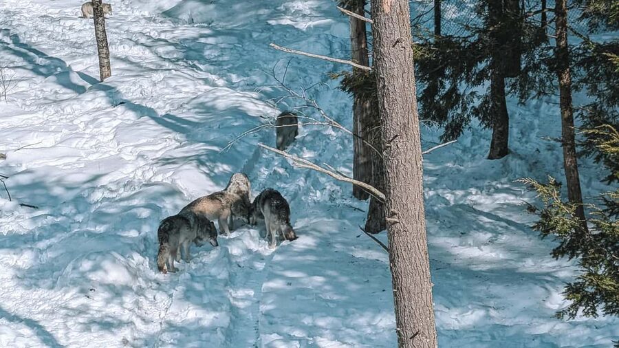 Ottawa: Private Parc Omega Wildlife Safari – Winter Magic - Two walking stops that break up the drive