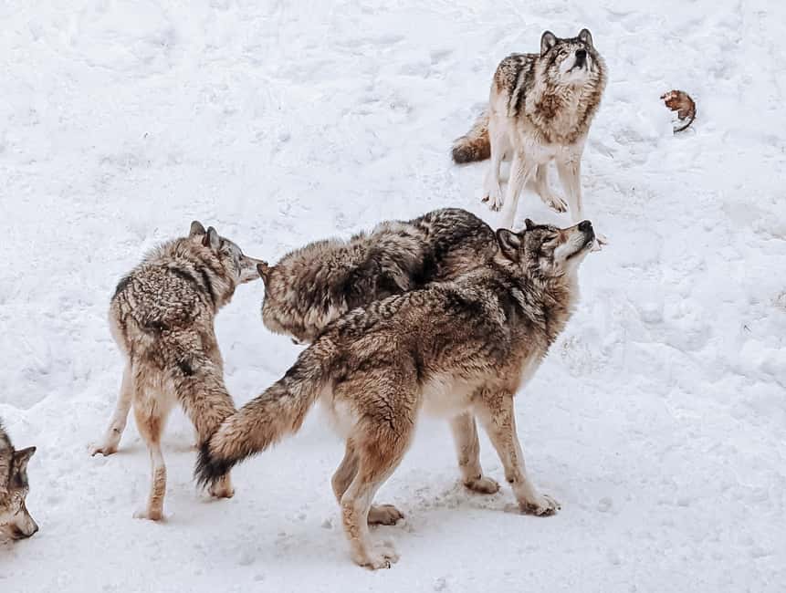 Ottawa: Private Parc Omega Wildlife Safari – Winter Magic - What makes winter special, and when to choose another season