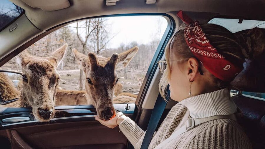 Ottawa: Private Parc Omega Wildlife Safari – Winter Magic - Is $183 a person good value?