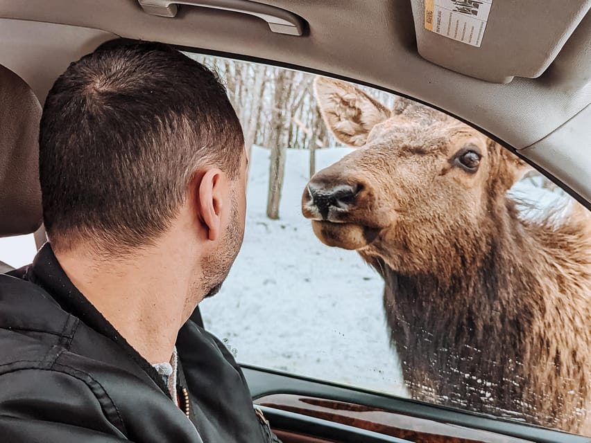 Ottawa: Private Parc Omega Wildlife Safari – Winter Magic - Who should book this private safari?