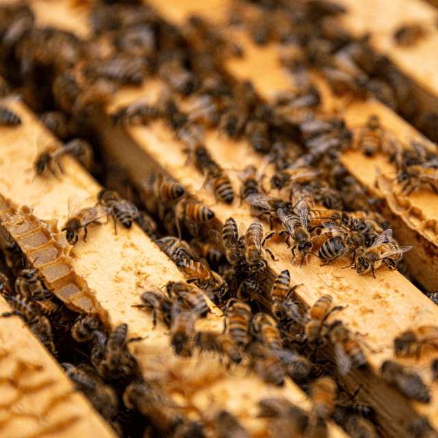 Paradise Valley: Bee Adventure Tour! - Why this short bee tour is worth your time