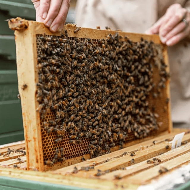 Paradise Valley: Bee Adventure Tour! - The viewing garden and honey tasting
