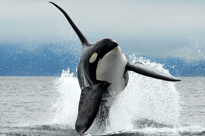Parksville: Half-Day Whale and Wildlife Adventure - Key points to know before you go
