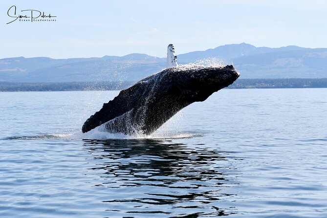 Parksville: Half-Day Whale and Wildlife Adventure - Setting out from 1055 Lee Road in Parksville