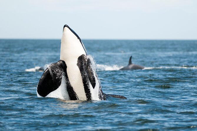 Parksville: Half-Day Whale and Wildlife Adventure - Searching the northern Salish Sea