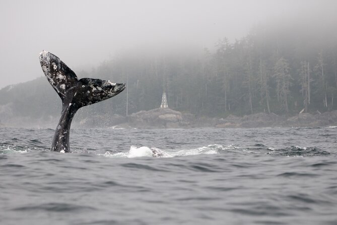 Parksville: Half-Day Whale and Wildlife Adventure - Looking for Bigg’s killer whales and humpbacks