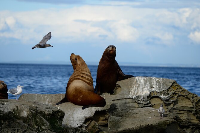 Parksville: Half-Day Whale and Wildlife Adventure - Why the small boats change the experience