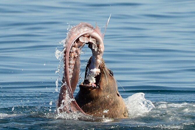 Parksville: Half-Day Whale and Wildlife Adventure - Is $155 a fair price?