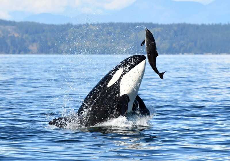 Parksville: Half-Day Whale and Wildlife Adventure - Who will enjoy this Parksville outing most?