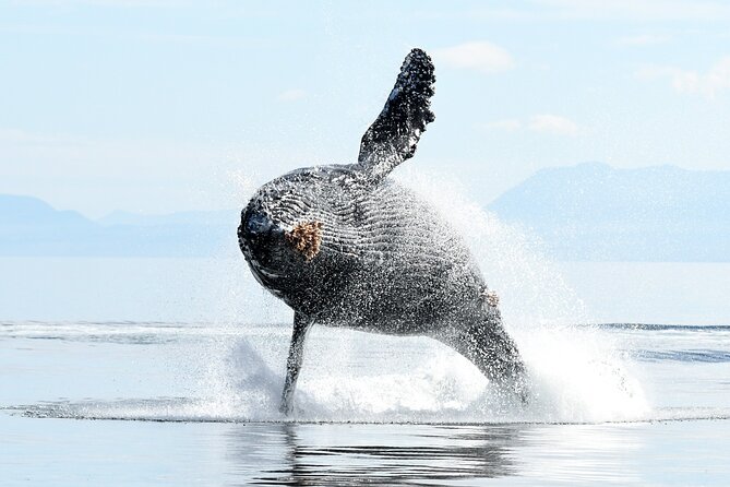 Parksville: Half-Day Whale and Wildlife Adventure - Protective gear for a cool Salish Sea ride