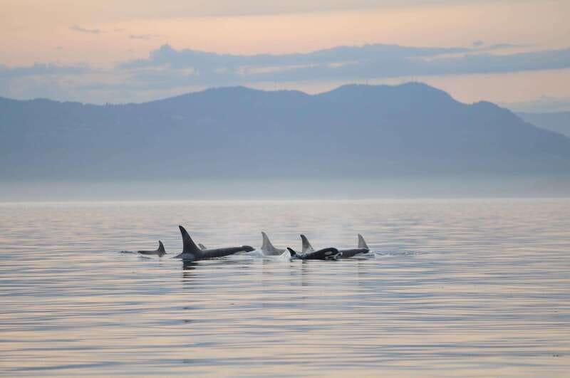 Parksville: Sunset Whale and Wildlife Adventure - Key points to know before you book