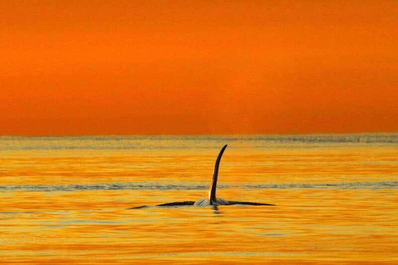 Parksville: Sunset Whale and Wildlife Adventure - Why sunset changes the Parksville whale-watching experience