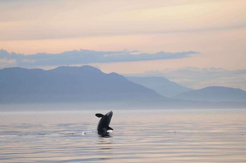 Parksville: Sunset Whale and Wildlife Adventure - Searching the northern Salish Sea