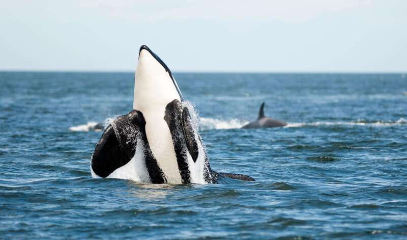 Parksville: Sunset Whale and Wildlife Adventure - The species you may see