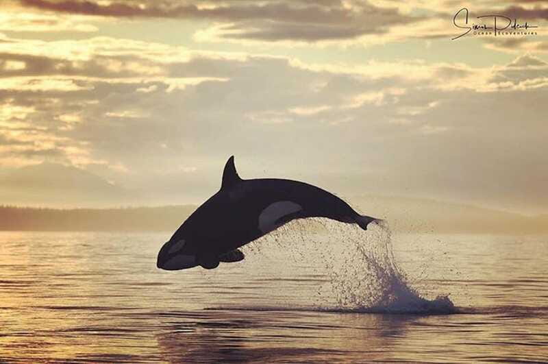 Parksville: Sunset Whale and Wildlife Adventure - Guides who add more than directions