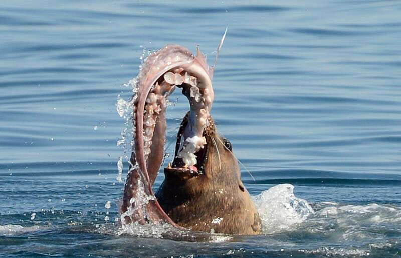 Parksville: Sunset Whale and Wildlife Adventure - Is $155 per person good value?