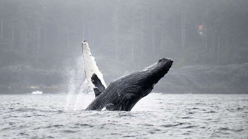 Port Hardy: Sea Otter and Whale Watching - Leaving Port Hardy in a purpose-built boat