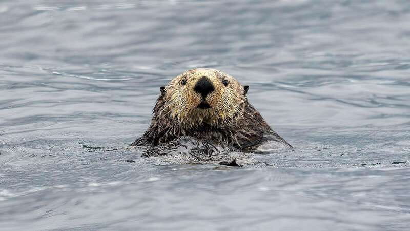 Port Hardy: Sea Otter and Whale Watching - Crossing Kwakwakaʼwakw traditional waters