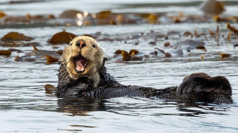 Port Hardy: Sea Otter and Whale Watching - Why the suspension seats matter