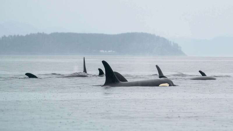 Port Hardy: Sea Otter and Whale Watching - What the $276 price really covers