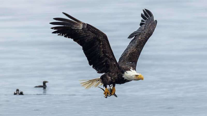Port Hardy: Sea Otter and Whale Watching - Who will get the most from this outing