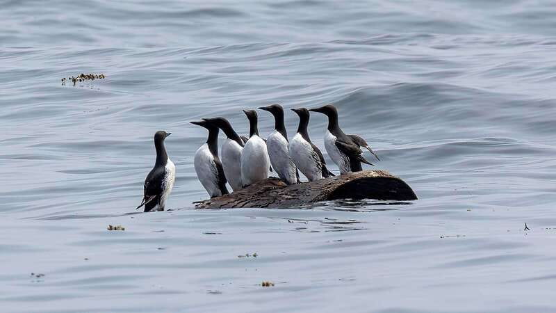 Port Hardy: Sea Otter and Whale Watching - Should you book the Port Hardy sea otter and whale trip?