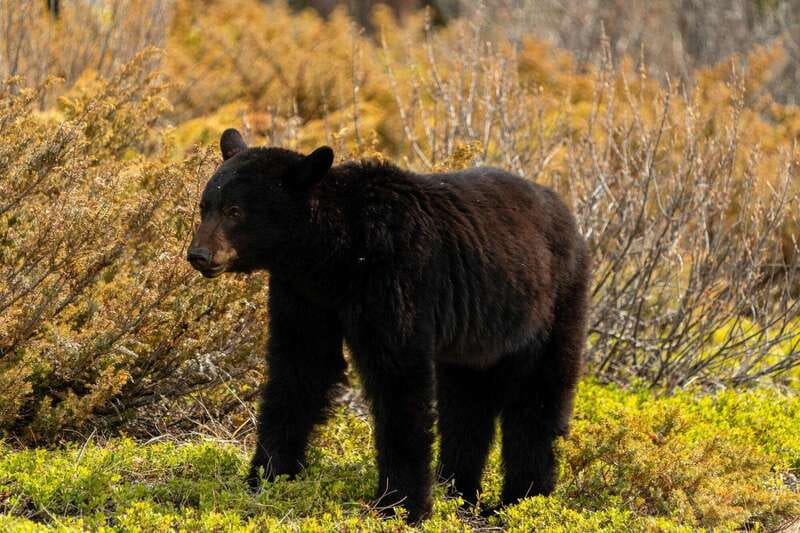 PRIVATE: Bear Country Hiking Tour - 4H Adventure - Leaving Canmore for the Rocky Mountains