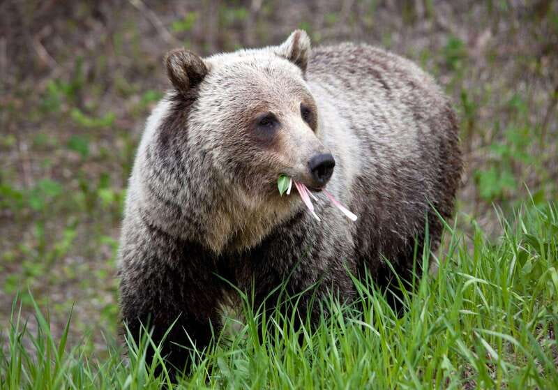 PRIVATE: Bear Country Hiking Tour - 4H Adventure - Forests, rocky outcrops, and open mountain views