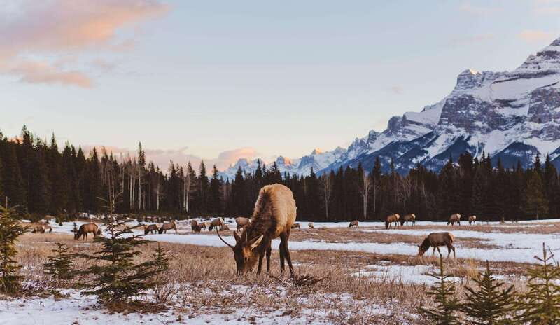 PRIVATE Wilderness and Wildlife Walking Tour - 3hrs - Walking through the Canadian Rockies