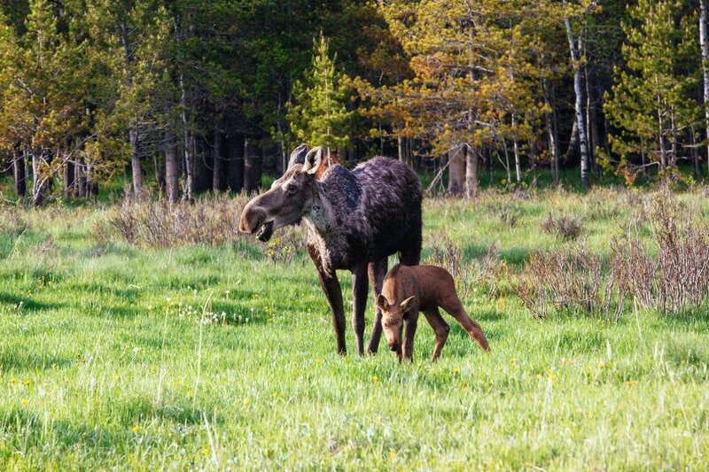 PRIVATE Wilderness and Wildlife Walking Tour - 3hrs - A guide who adds history to the wildlife