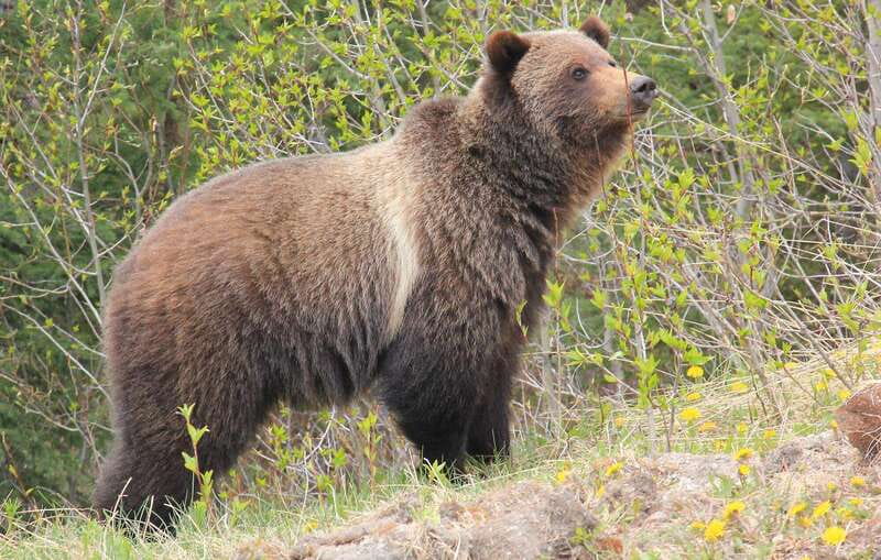 PRIVATE Wilderness and Wildlife Walking Tour - 3hrs - How the outing suits different types of visitors