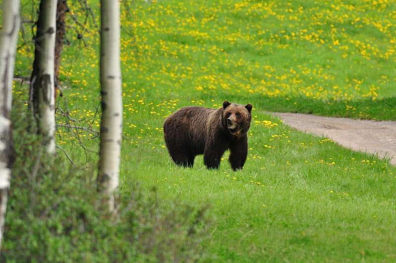 PRIVATE Wilderness and Wildlife Walking Tour - 3hrs - Choosing the trail with wildlife reports