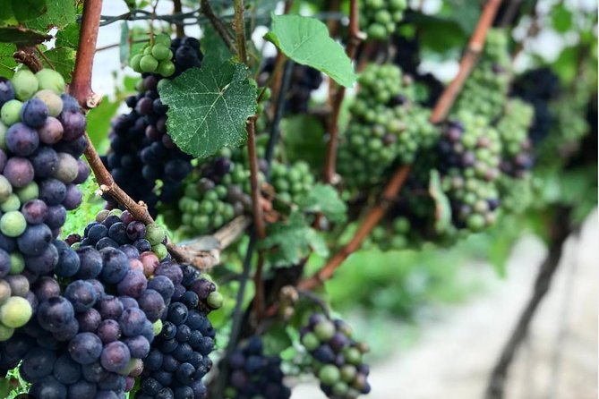 Private Wine & Charcuterie Tour (Customizable) - Pillitteri Estates adds structure and choice
