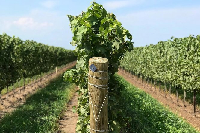 Private Wine & Charcuterie Tour (Customizable) - The route can change, which is both useful and important