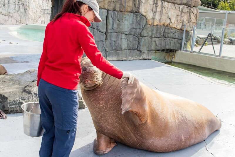 Quebec: Aquarium du Quebec Entry Ticket - What construction means for your visit