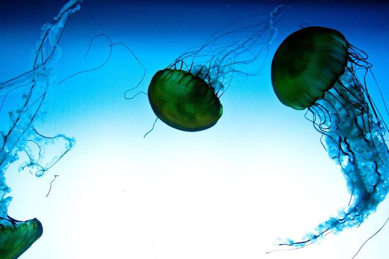 Quebec: Aquarium du Quebec Entry Ticket - Why the Aquarium du Québec is worth your time