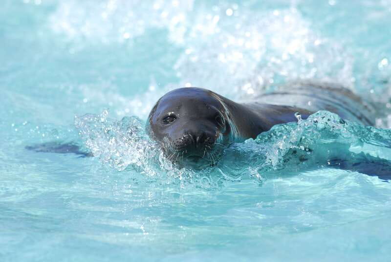 Quebec: Aquarium du Quebec Entry Ticket - Seals, walruses, and the timing of animal talks