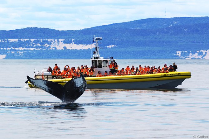 Québec City: Whale Watching Tour with Bus Transportation - At a glance