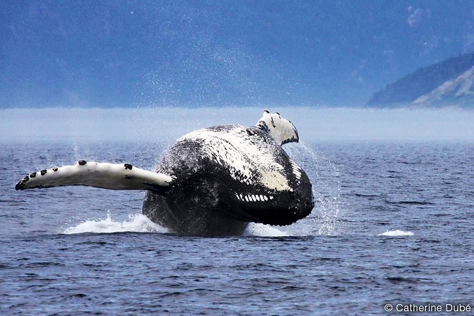 Québec City: Whale Watching Tour with Bus Transportation - Clothing and equipment that make the day better
