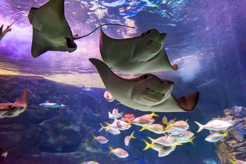 Ripley's Aquarium: Sharks After Dark Entry (After 5PM) - Entering Ripley’s Aquarium after 5 PM