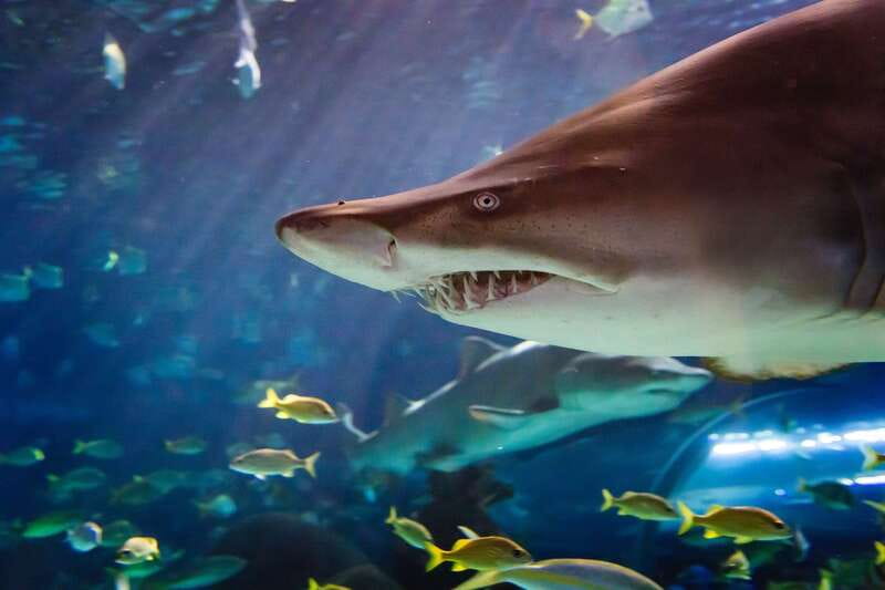 Ripley's Aquarium: Sharks After Dark Entry (After 5PM) - Sharks overhead in the moving walkway tunnel