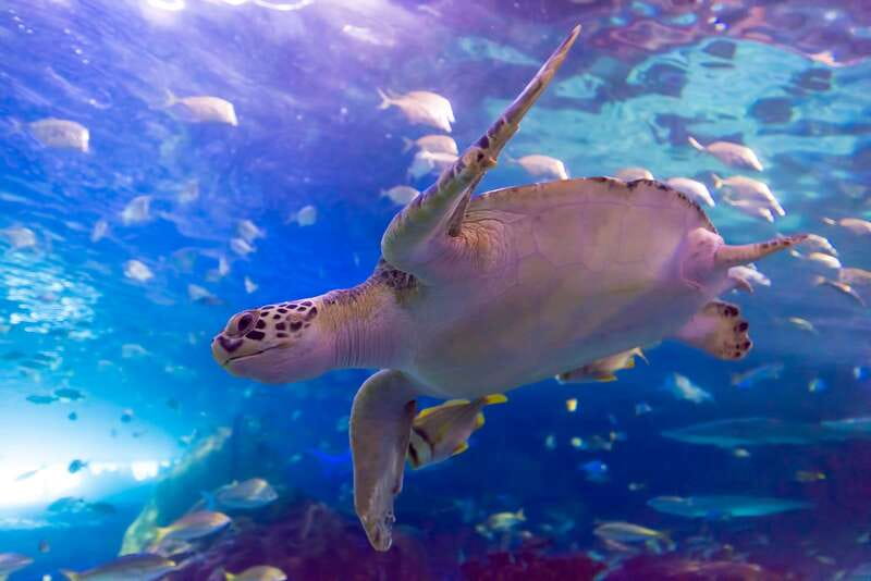 Ripley's Aquarium: Sharks After Dark Entry (After 5PM) - Jellyfish, rays, and the best quiet stops