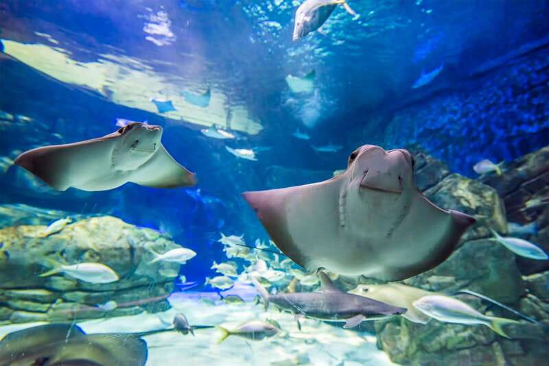Ripley's Aquarium: Sharks After Dark Entry (After 5PM) - Live presentations and the evening rhythm