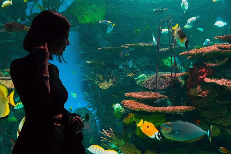 Ripley's Aquarium: Sharks After Dark Entry (After 5PM) - Friday Night Jazz on the second Friday