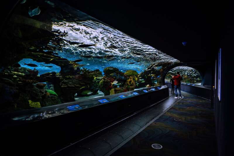 Ripley's Aquarium: Sharks After Dark Entry (After 5PM) - Is $33 good value for Toronto?