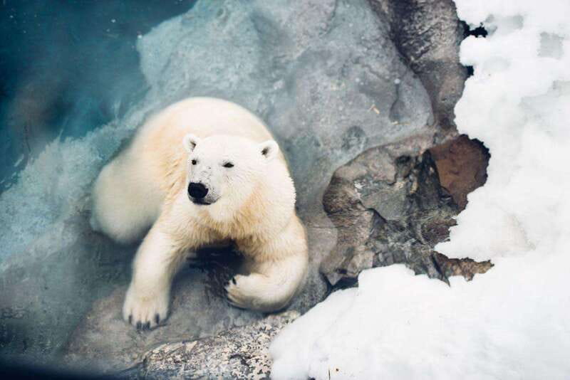 Saint Felicien: Admission to Zoo Sauvage - What you see in the Nature Trails Park