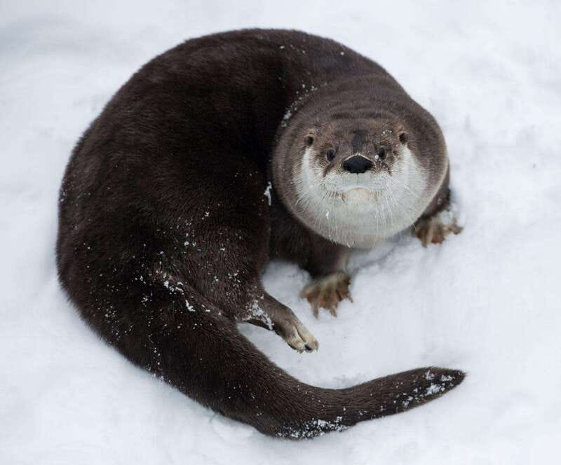 Saint Felicien: Admission to Zoo Sauvage - Why the animal habitats feel different